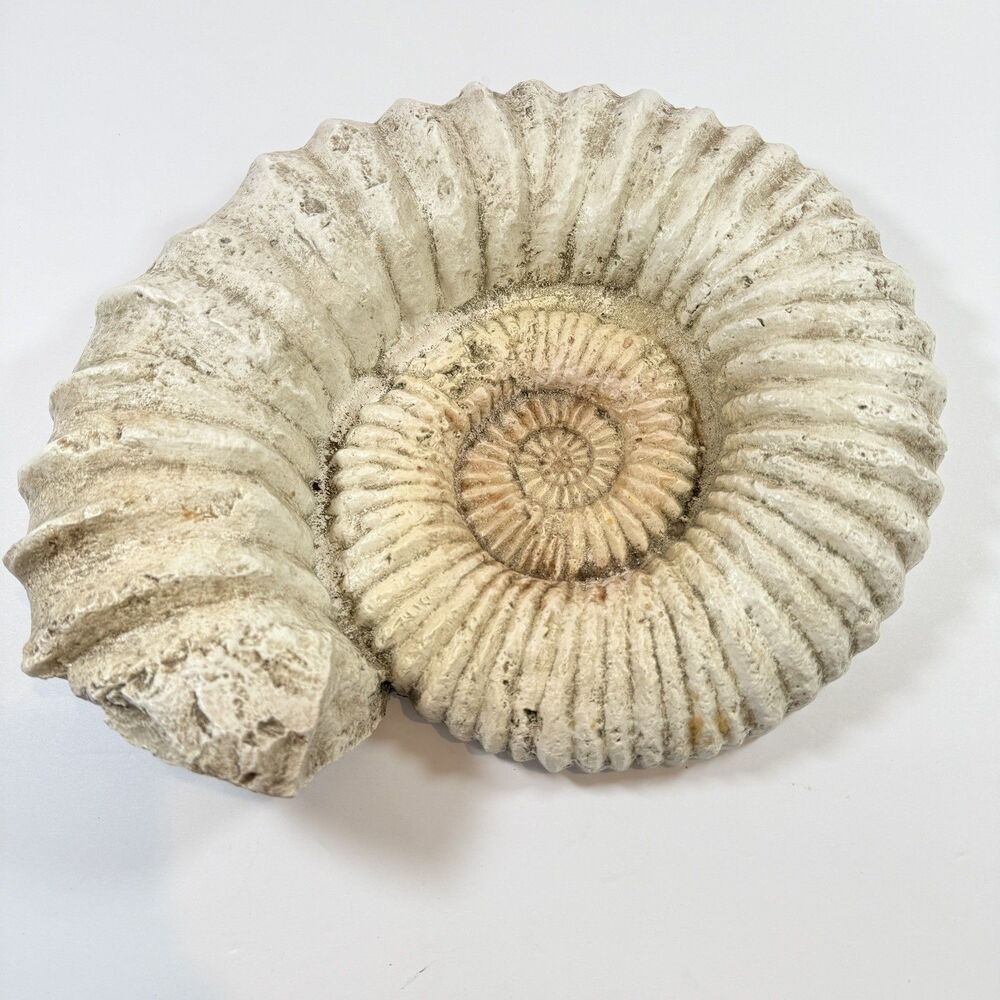 Seashell Wall Art White Made by House Parts Inc Atlanta Home Decor 10.5" VINTAGE